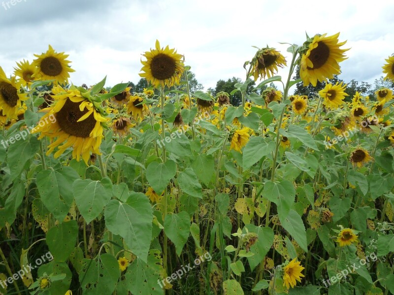 Sunflower Tall Yellow Field Oil