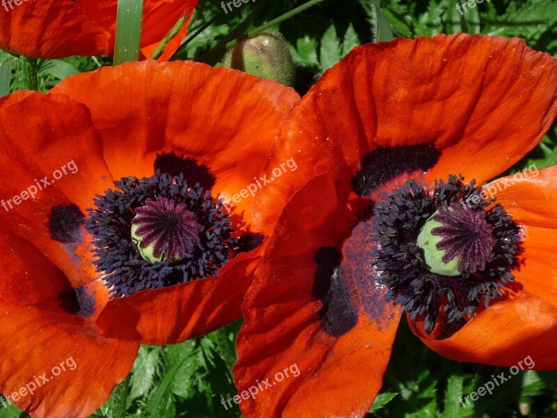 Poppy Pollen Red Flower Garden