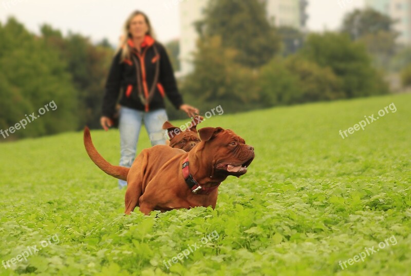 Dog Mastiffs Bordeaux Outdoors Summer