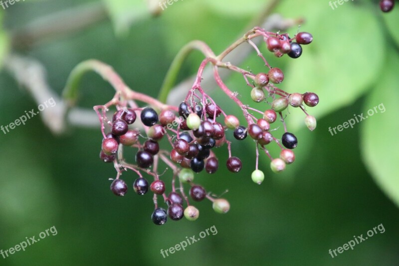 Autumn Leaf Berry Elderberry Natural