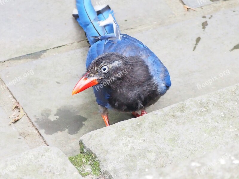 Blue Magpie Taipei Tiger Mountain Long-tailed Mountain Mother Curious