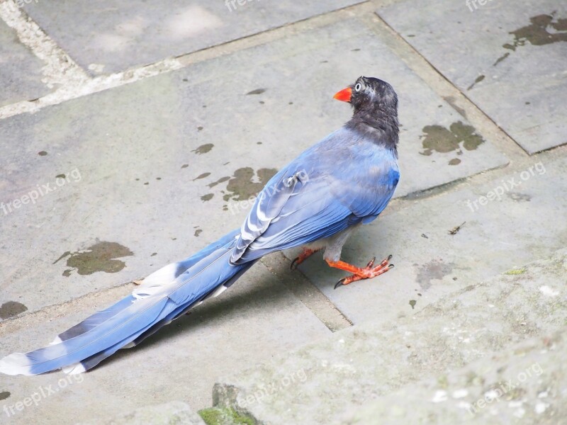 Blue Magpie Taipei Tiger Mountain Long-tailed Mountain Mother Eye