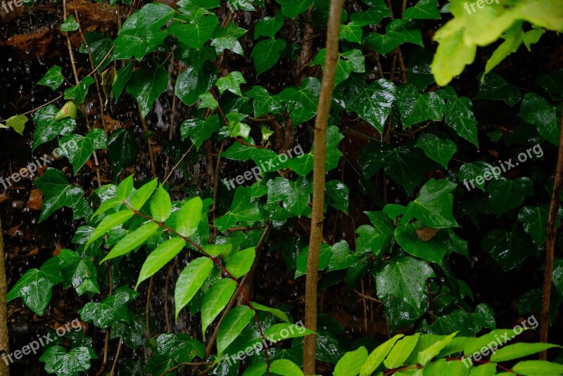 Ivy Rain Vegetation Leaves Public Garden