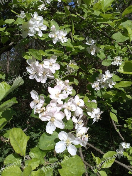 Cherry Flower Spring White Garden