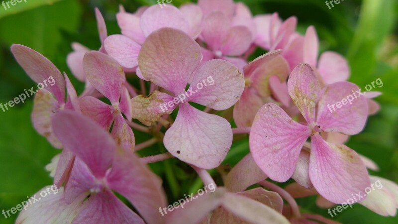 Hydrangea Blossom Bloom Inflorescence Pink