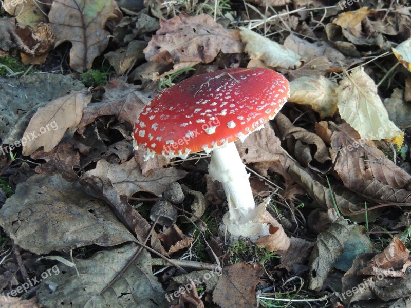 Mushroom Forest Nature Autumn Food