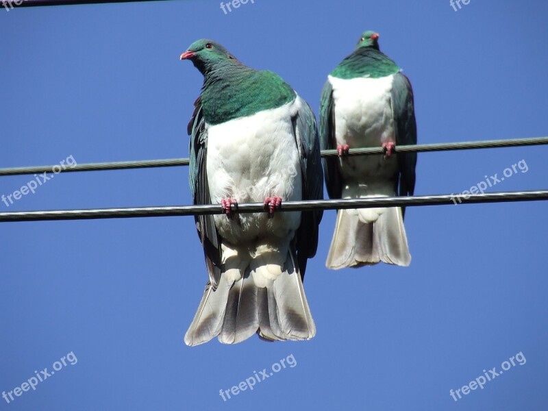 Wood Pigeon Nz Native New Zealand Bird