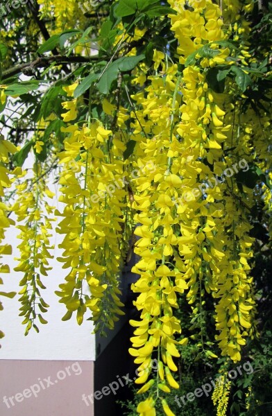 Laburnum Tree Golden Yellow Golden Chain