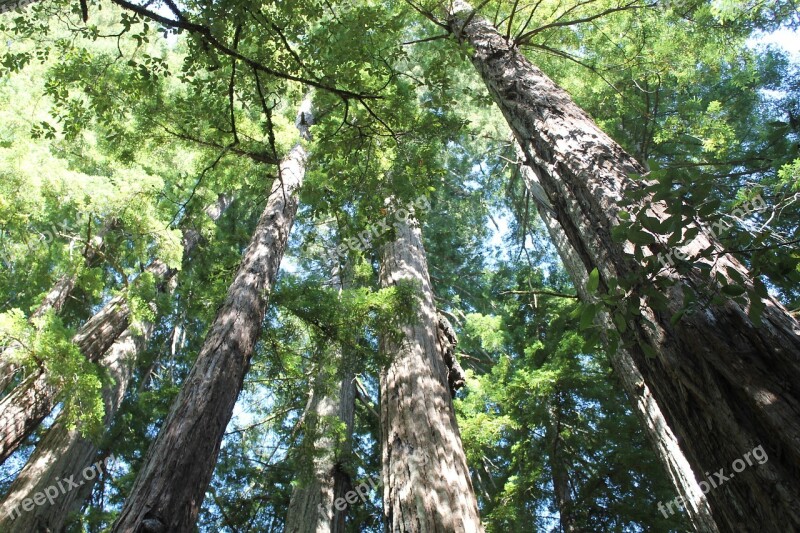 Redwoods Trees Natural Forest Outdoors