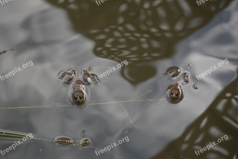 Frog Detroit Water Nature Lake