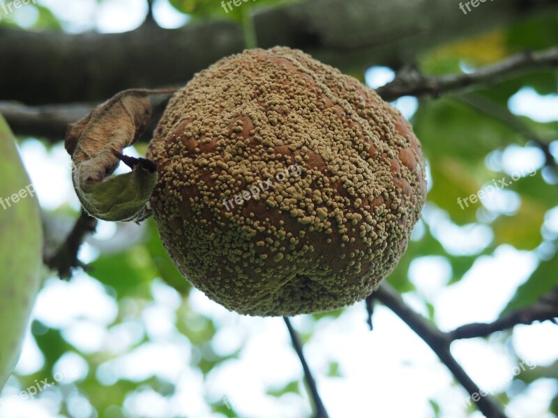 Apple Tree Lazy Fruit Rotten Fruits