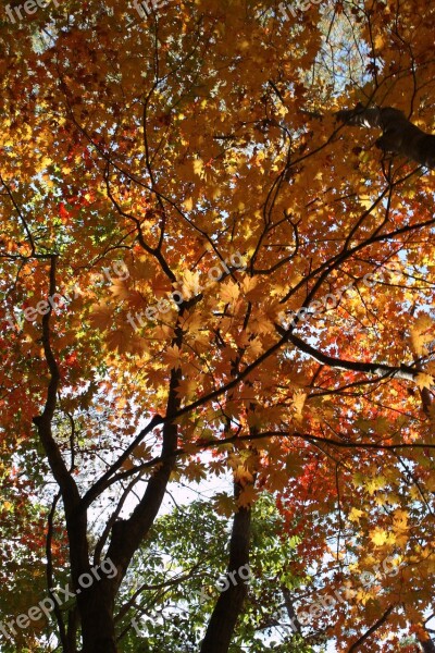 Mt Seoraksan Fall Foliage Autumn Leaves Free Photos