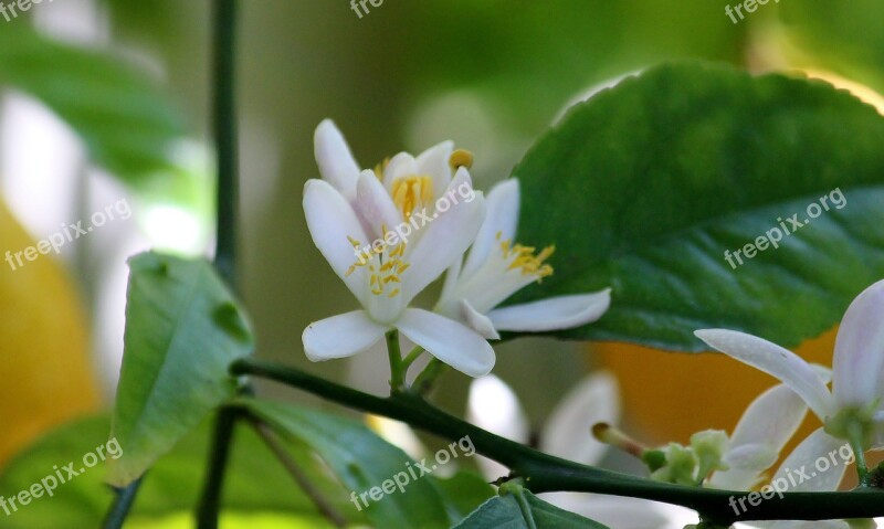 Blossom Bloom Lemon Blossom Lemon Tree Lemons