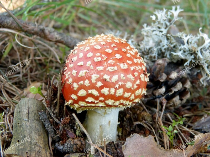 Amanita Muscaria Mushroom Autumn Forest Toxic Fungi