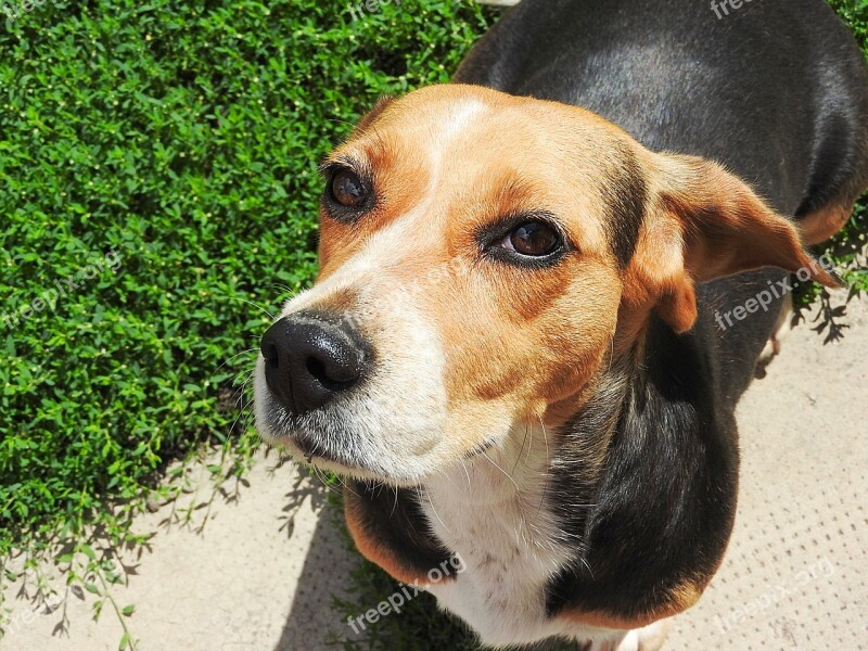 Beagle Dog Pet Free Photos