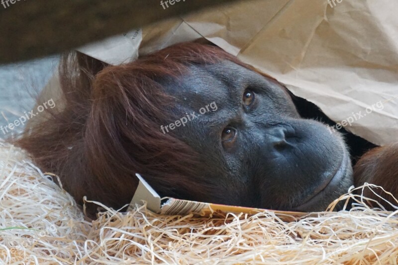 Orang Utan Ape Primate Mammal Free Photos