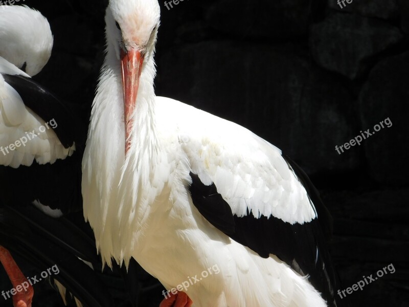 Crane Bird Nature Gran Canaria Animal