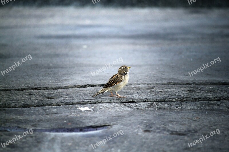 Bird The Sparrow Nature Free Photos