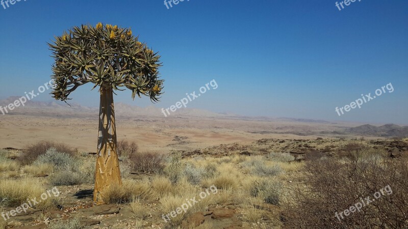 Quiver Tree Namibia Valley Of A Thousand Hills Quiver Africa