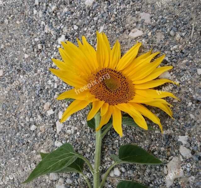 Sunflower Flower Yellow Blossom Bloom