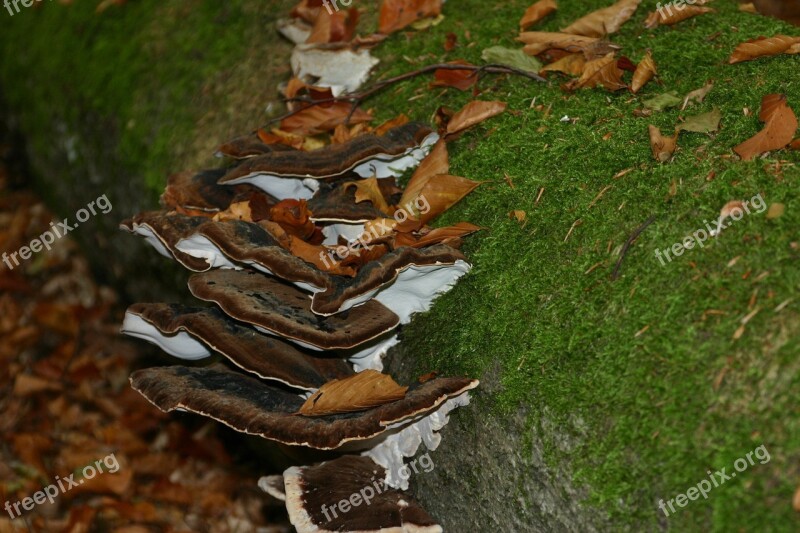 Mushroom Hub Nature Forest Green