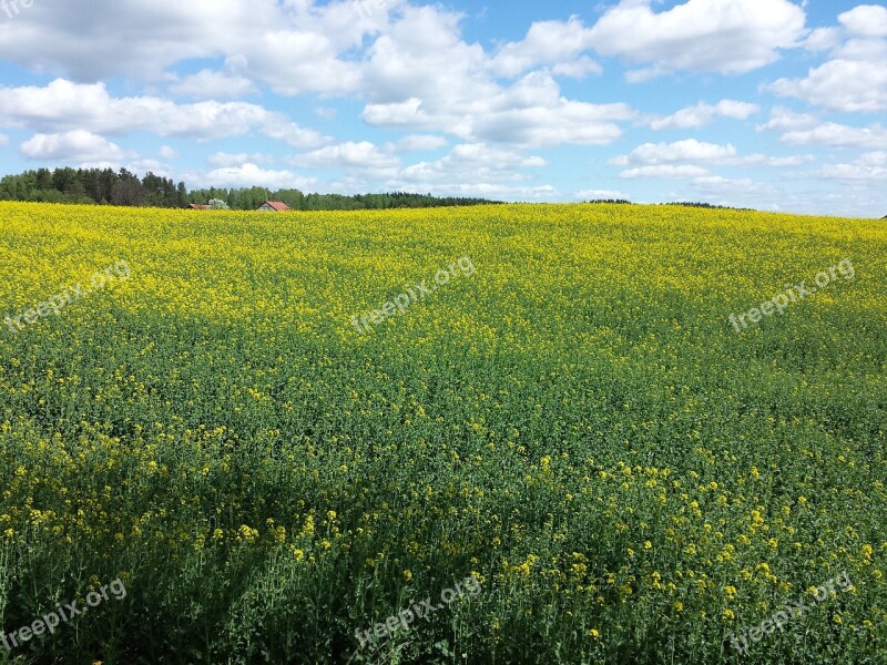 Rapeseed Meadow Summer Free Photos