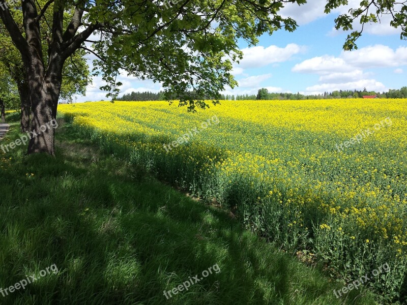 Rapeseed Meadow Summer Free Photos