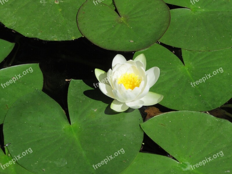 Nature Water Flowers Body Of Water Flower