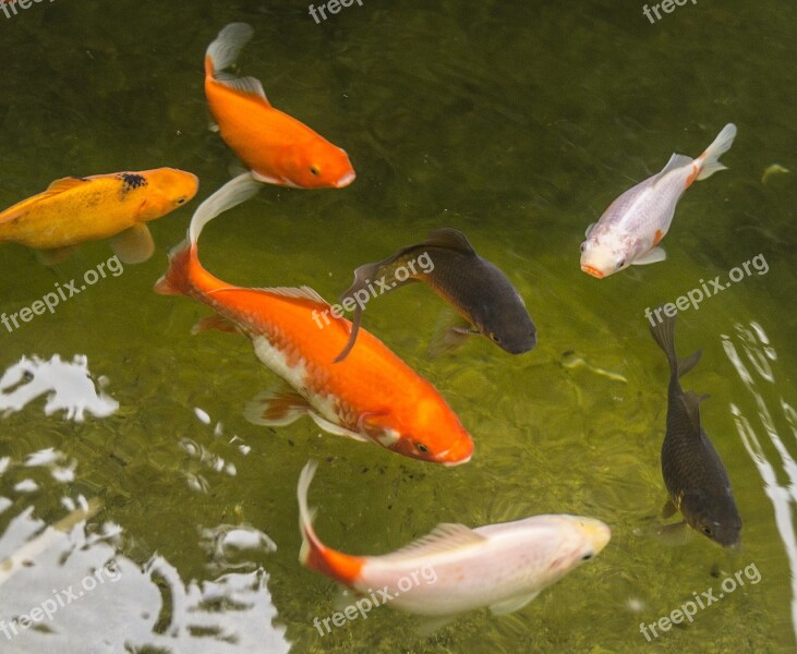 Garden Pond Goldfish Fish Water Red