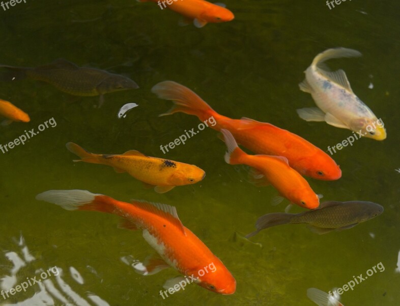 Garden Pond Goldfish Fish Water Red