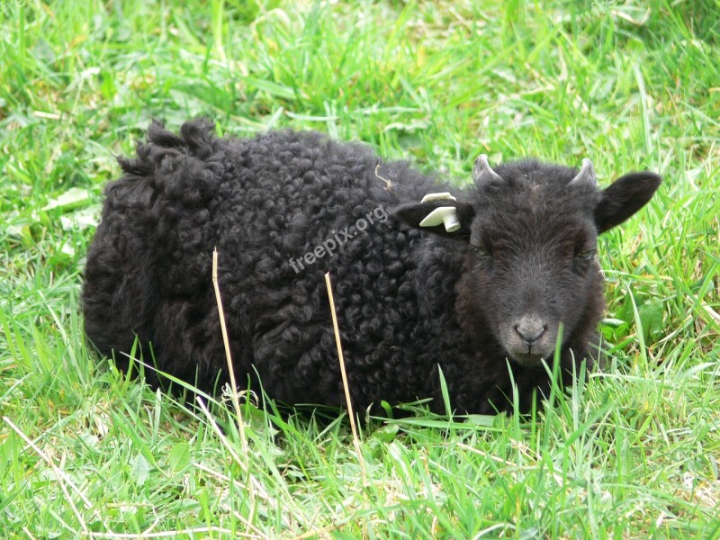 Goat Black Goat Black Baby Agriculture