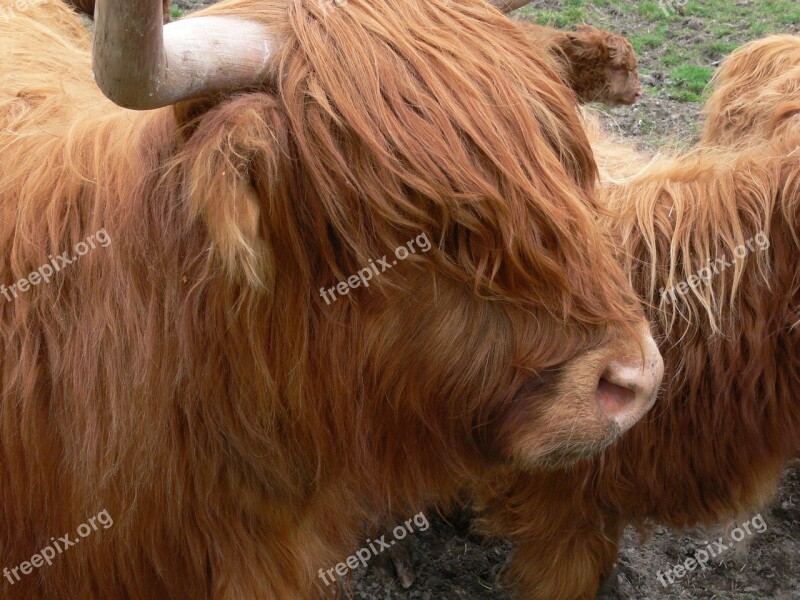 Highlandrind Cow Cattle Young Animal Highlands