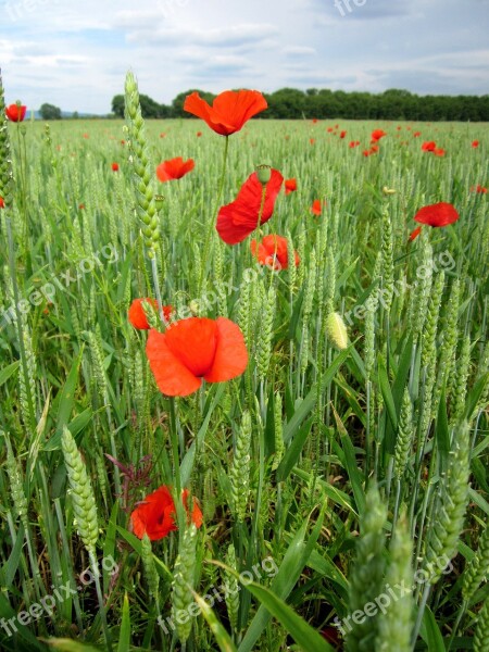 Poppies Field Wheat Poppy Red