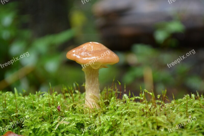 Mushroom Moss Autumn Nature Forest