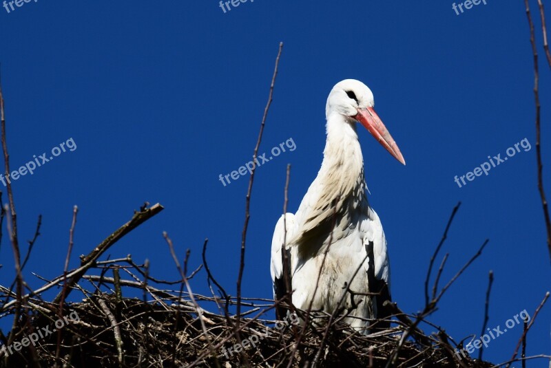 Stork Nest Storchennest Bird Nature