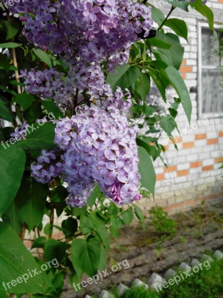 Lilac Plant Summer Closeup Purple Flowers