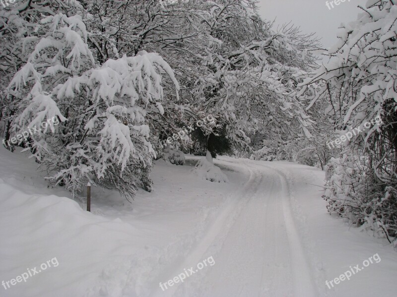 Forest Fir Winter Snow Icy Road