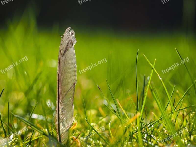 Feather Bird Feather Animal Springs Free Standing Close Up