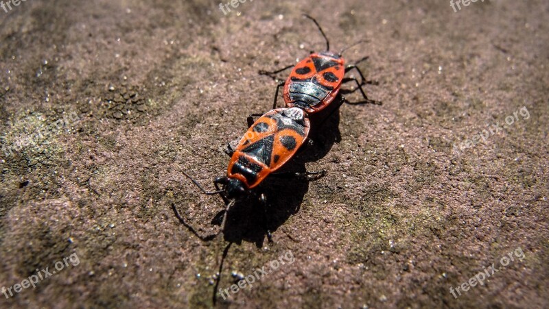 Beetle Insect Macro Red Beetle Close Up