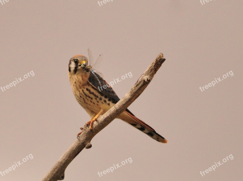 American Kestrel Dragonfly Bird Perched Branch