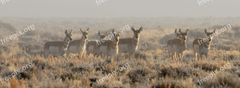 Pronghorn Herd Wildlife Nature Wilderness