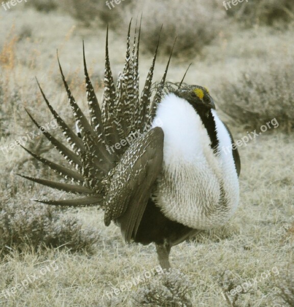 Greater Sage Grouse Bird Wildlife Nature Prairie