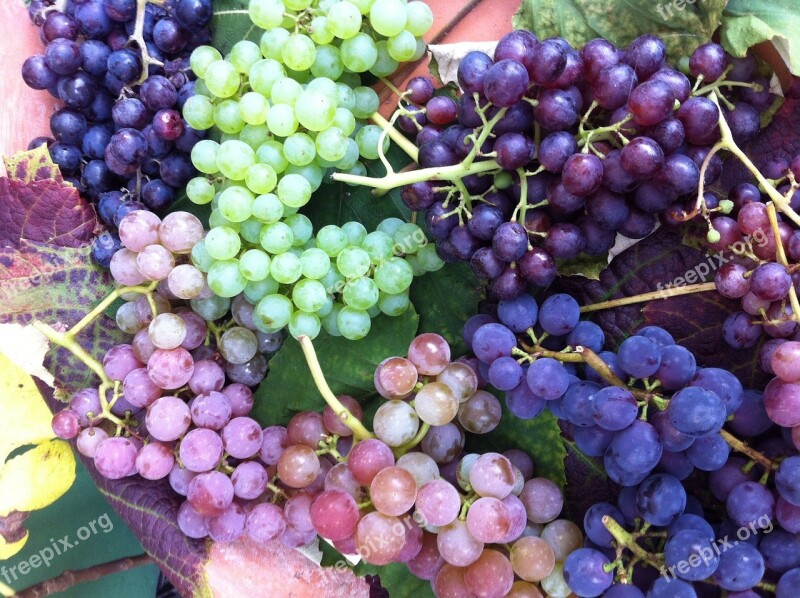 Grapes Fruit Blue Grapes Food Vitamins