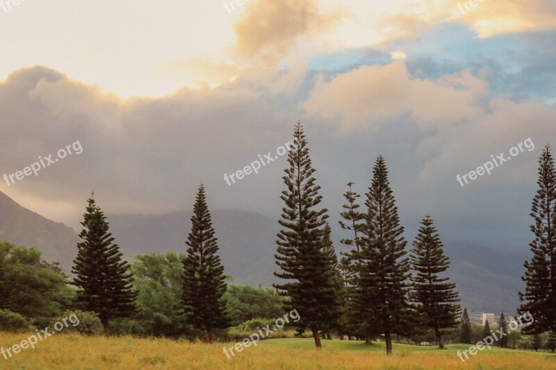 Trees Pine Tree Forest Clouds Fog