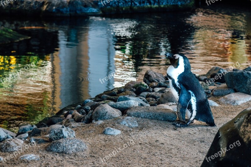 Penguin Bird Wildlife Wild Nature