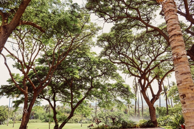 Trees Nature Natural Green Nature Background