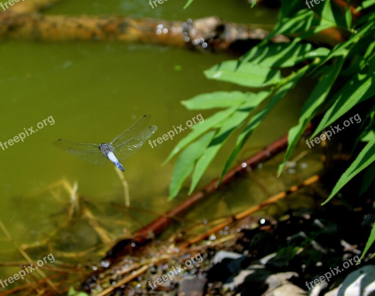 Dragonfly Lake Green Forest Insect