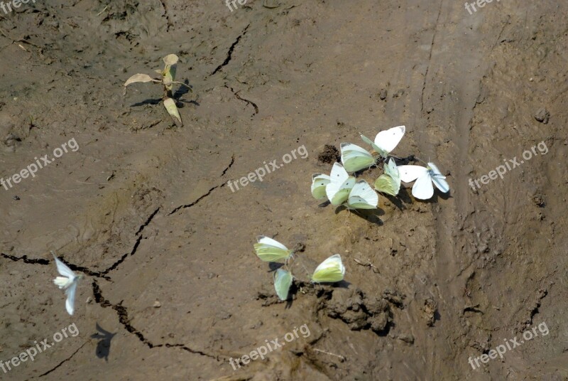 White Thirsty Flight Nature Ground