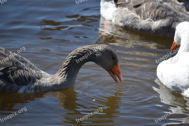 Lake Viking Museum Denmark Duck Oca