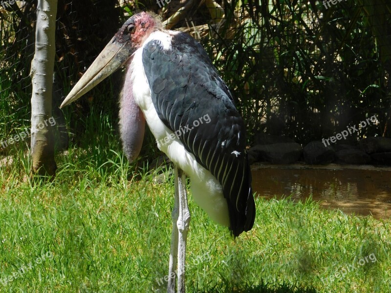 Marabu Bird Color Nature Gran Canaria